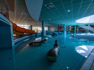 Hajdúszoboszló - Fürdőkomplexum - Aqua-Palace - Családi medence állatfigurákkal